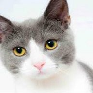 Alarma: denuncian que personas en situación de calle sacrifican gatos para comerlos