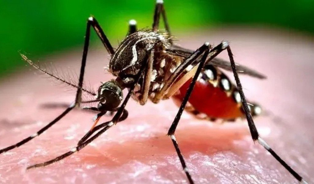 Alerta epidemiológica en Aguas Blancas por Dengue: "Estoy preparándolo para la guerra"
